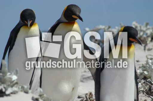 Königspinguin (63 von 84).jpg